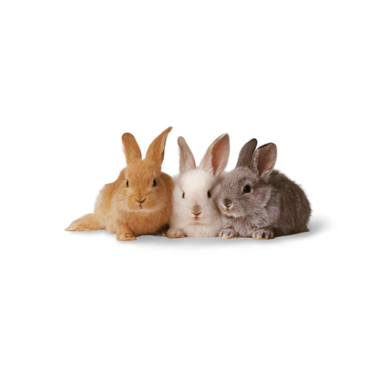 Chinchilla Rabbit Kit Point Of Lay Hens