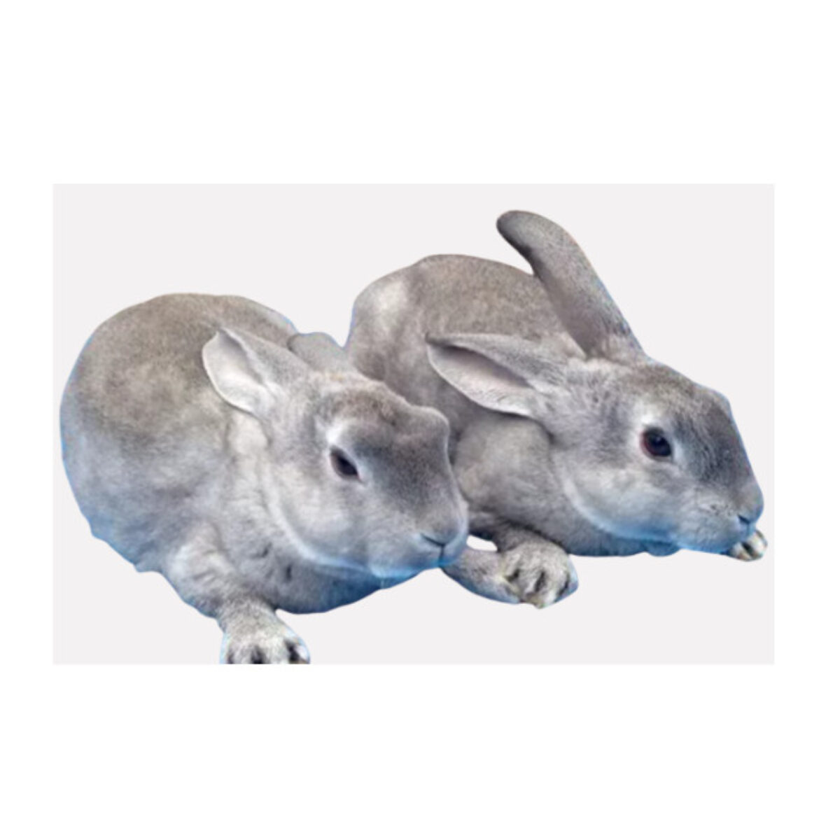 Standard Chinchilla Rabbit